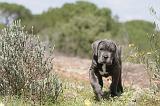 CANE CORSO 327